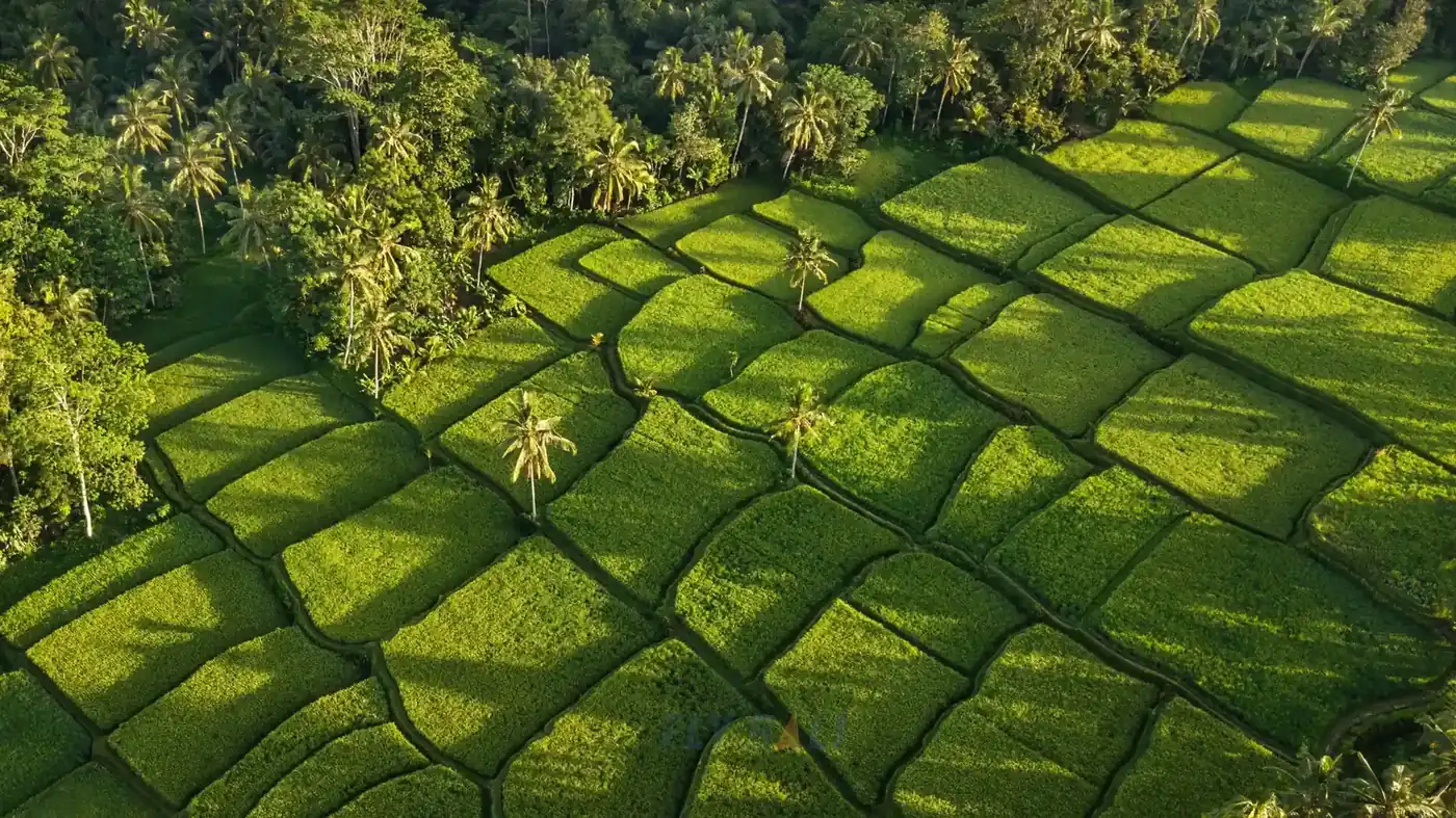 Aerial view of terraced rice fields and palms in Ubud