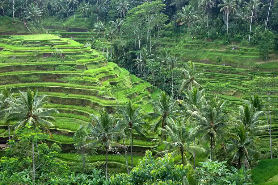 Rice terraces and palms in Ubud