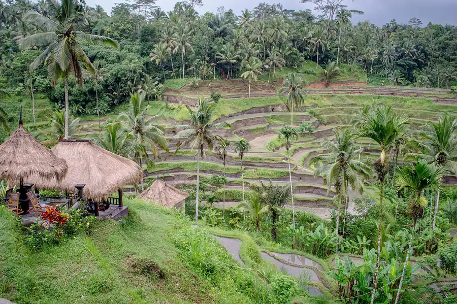 Tegallalang rice terraces in Ubud