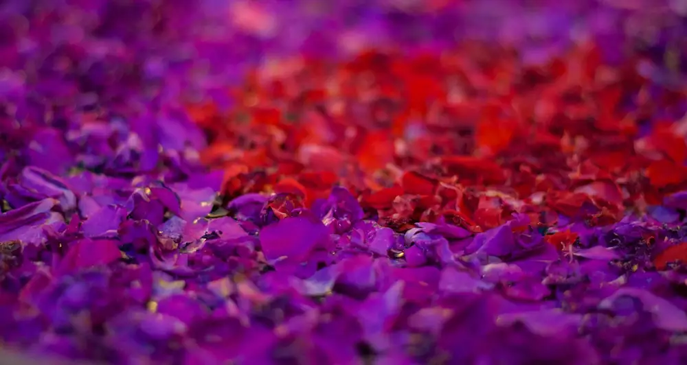 Flower petals floating in a spa water bowl in Ubud