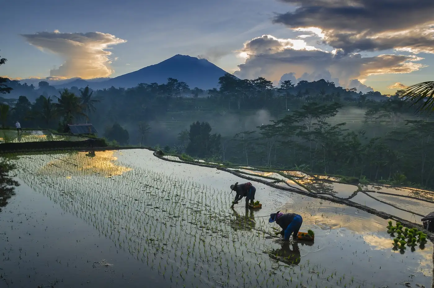 Rice farmers in a flooded paddy beneath Mount Agung
