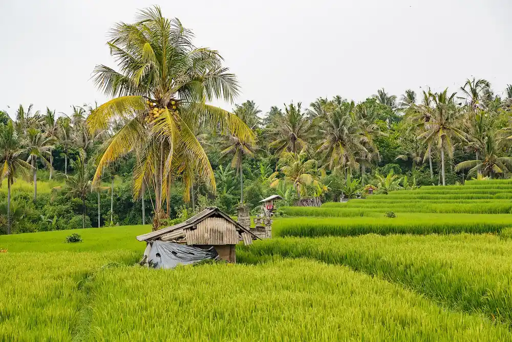Rice fields and coconut palms in Bali