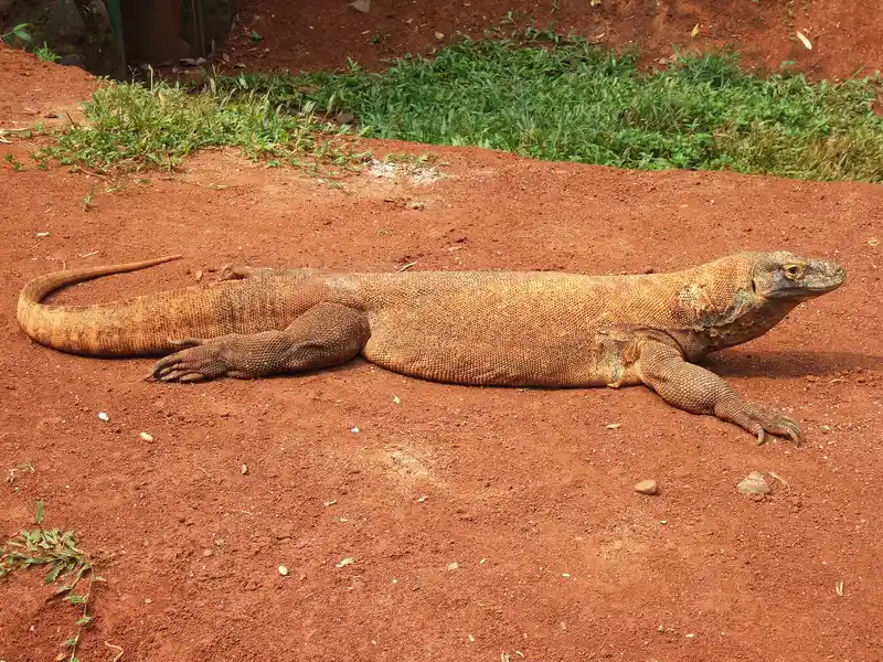 Komodo dragon on the beach in Komodo National Park